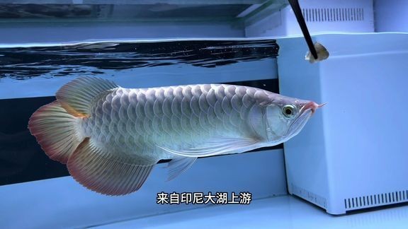紅龍魚比賽視頻大全