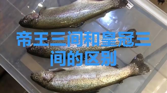 帝王三間有幾個品種 帝王三間有幾個品種 龍魚論壇 第3張