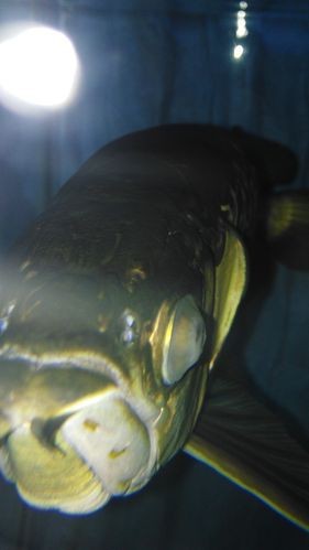 龍魚眼睛白膜圖片