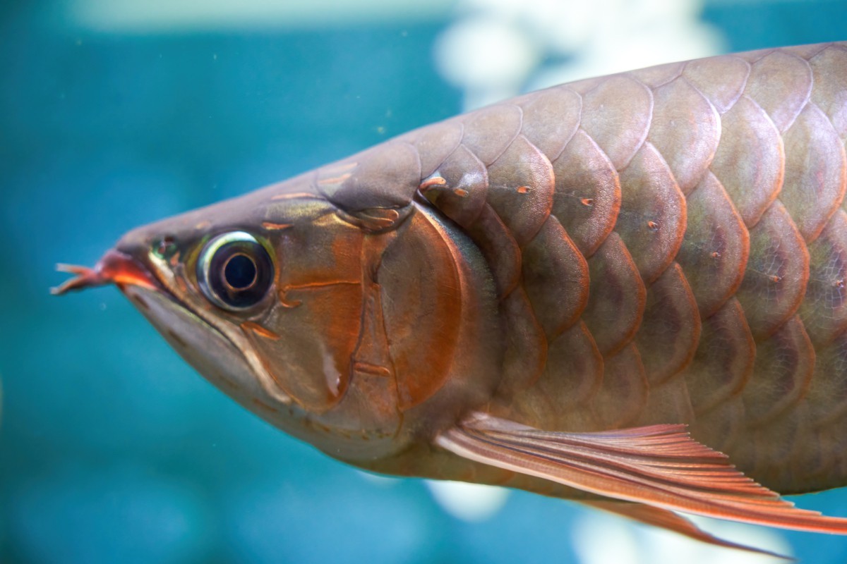 金龍魚和龍大哪個更安全？，金龍魚和龍大調(diào)和油的區(qū)別 金龍魚和龍大哪個更安全？，金龍魚和龍大調(diào)和油的區(qū)別 龍魚百科 第2張