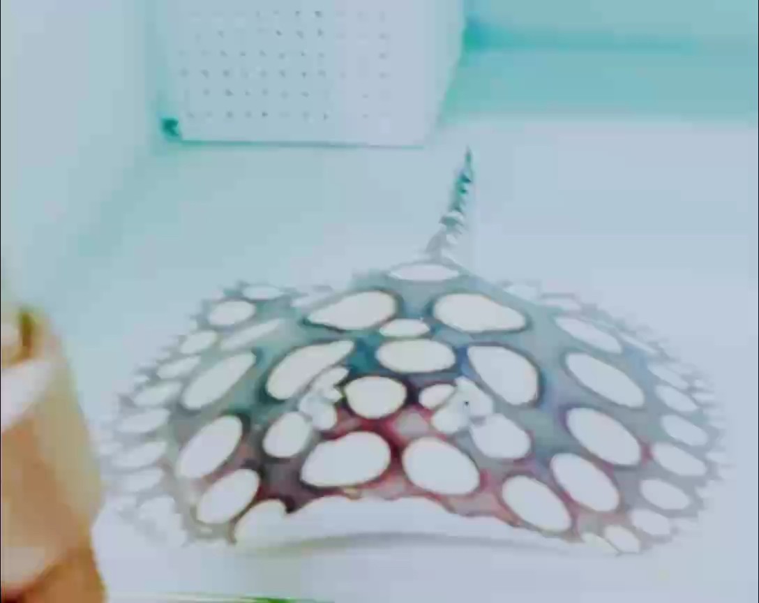 純血皇冠
