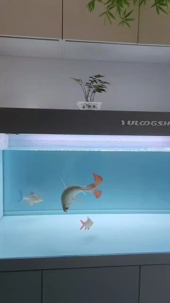 養了7個月了