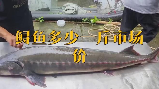 鱘龍魚的價(jià)格是多少？