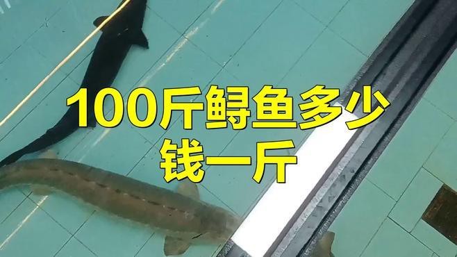 鱘龍魚的價(jià)格是多少？