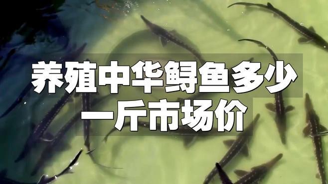 鱘龍魚的價(jià)格是多少？