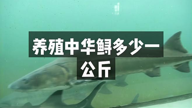 鱘龍魚的價(jià)格是多少？