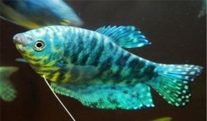 藍龍魚和紅龍魚：藍龍魚和紅龍魚在外觀、飼養條件和品種特性上有所不同