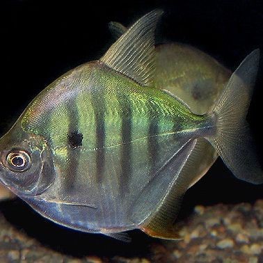 虎紋銀板魚(yú)是什么魚(yú)