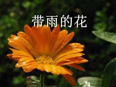 描述魚缸好的詞語句子：描述魚缸的詞語和句子