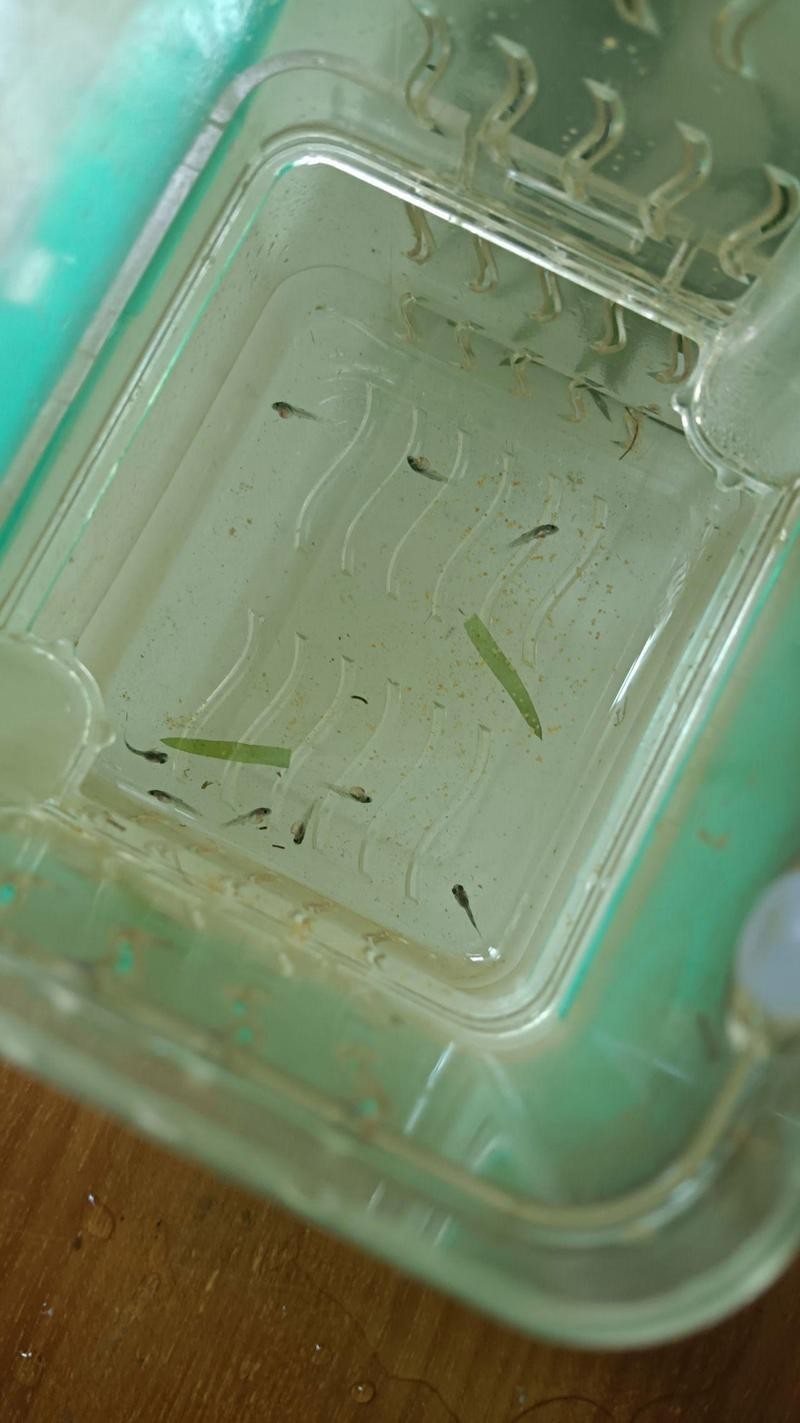長城杯孔雀魚錦標(biāo)賽有哪些組別？