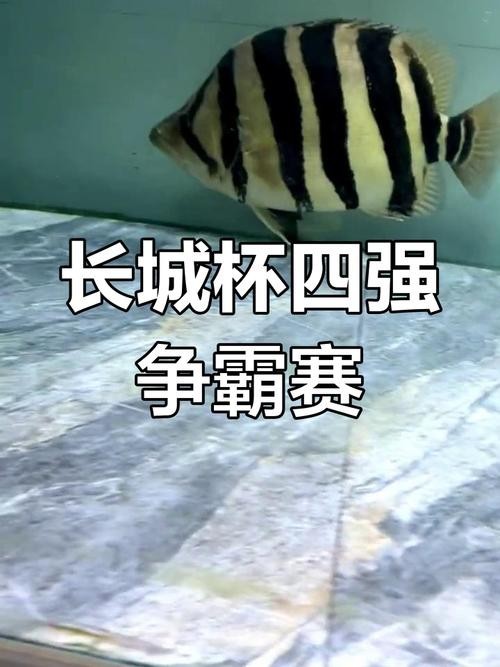 如何購買長城杯觀賞魚比賽門票？
