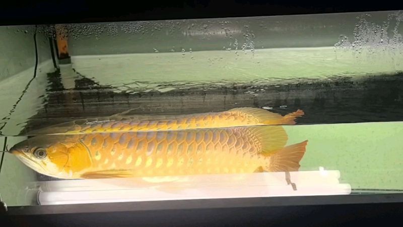 紅龍魚燈光設(shè)置多久需要調(diào)整一次？
