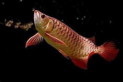 龍魚老張嘴的原因及解決方法（龍魚老張嘴可能由多種因素引起，）