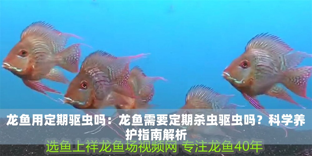 龍魚用定期驅蟲嗎：龍魚需要定期殺蟲驅蟲嗎？科學養護指南解析