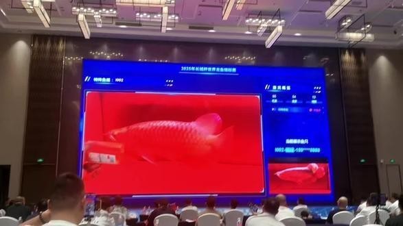 長城杯觀賞魚比賽決賽時間表最新一期