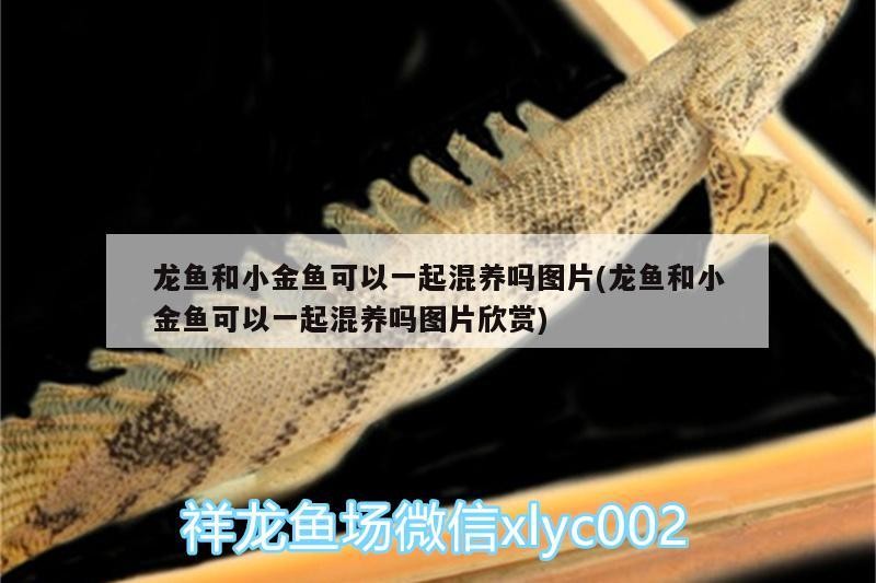 龍魚和小金魚可以一起混養嗎圖片(龍魚和小金魚可以一起混養嗎圖片欣賞)
