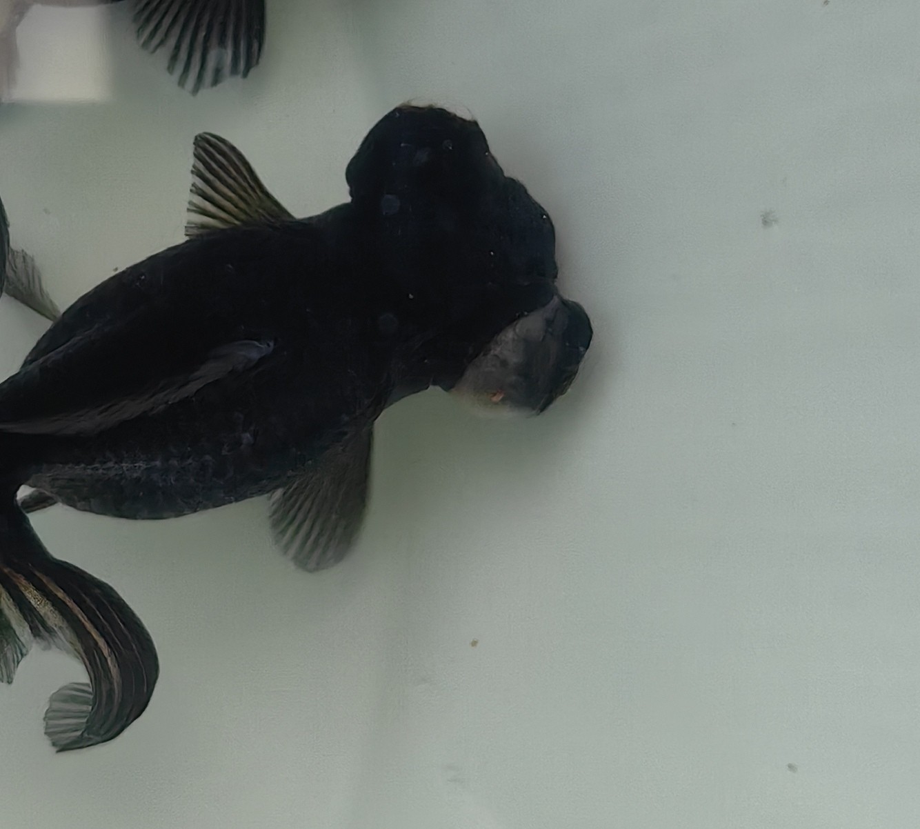 龍睛金魚 龍睛金魚 龍魚論壇 第1張