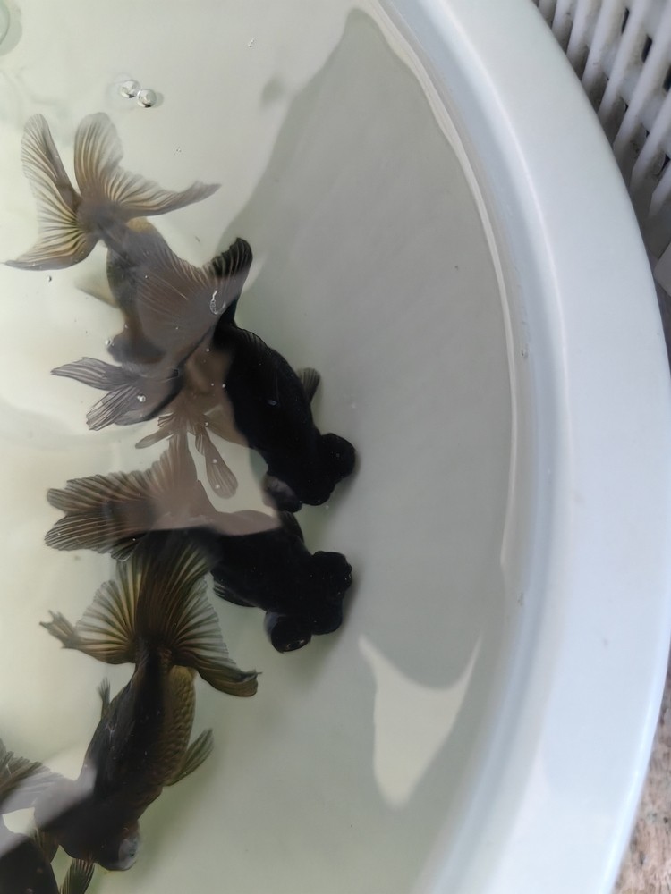 龍睛金魚 龍睛金魚 龍魚論壇 第2張