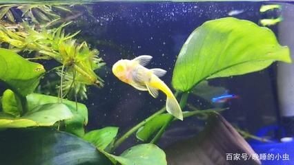 可以種在魚缸里面的植物：幾種適合種在魚缸中的植物 可以種在魚缸里面的植物：幾種適合種在魚缸中的植物 魚缸百科 第5張