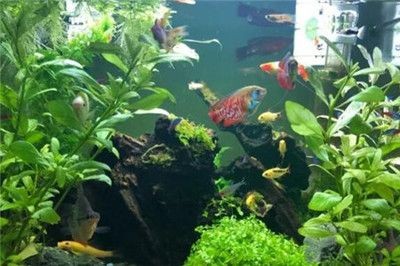 可以種在魚缸里面的植物：幾種適合種在魚缸中的植物 可以種在魚缸里面的植物：幾種適合種在魚缸中的植物 魚缸百科 第4張
