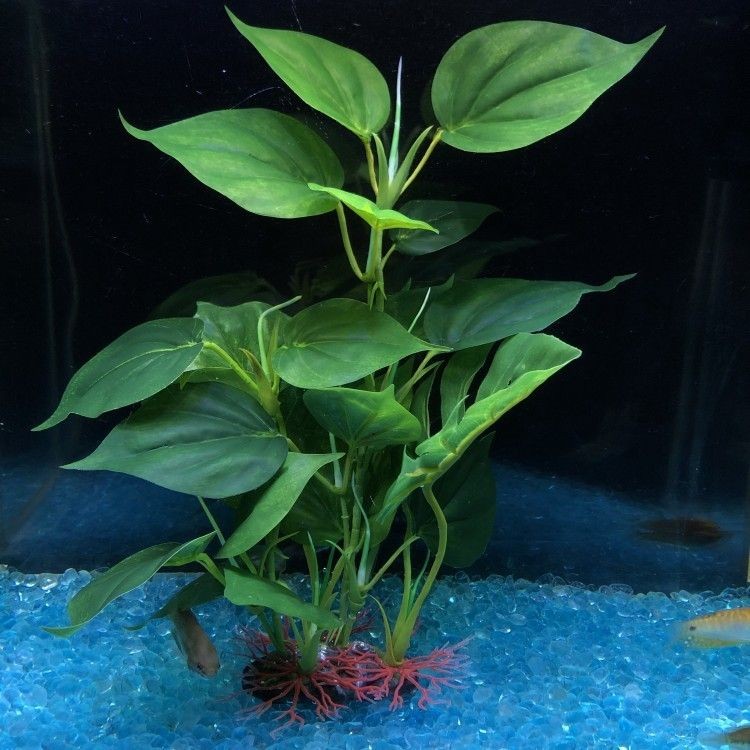 可以種在魚缸里面的植物：幾種適合種在魚缸中的植物 可以種在魚缸里面的植物：幾種適合種在魚缸中的植物 魚缸百科 第1張
