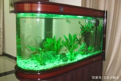 可以種在魚缸里面的植物：幾種適合種在魚缸中的植物 可以種在魚缸里面的植物：幾種適合種在魚缸中的植物 魚缸百科 第2張