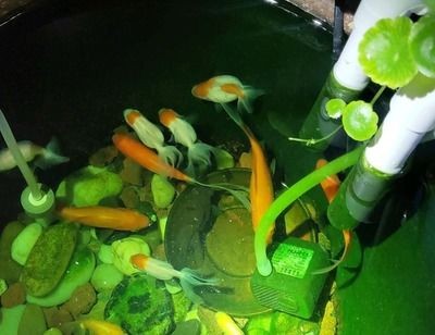 可以種在魚缸里面的植物：幾種適合種在魚缸中的植物 可以種在魚缸里面的植物：幾種適合種在魚缸中的植物 魚缸百科 第3張