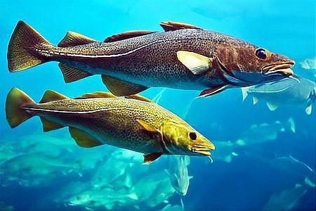 市場上無頭鱈魚到底是什么魚 市場上無頭鱈魚到底是什么魚 龍魚論壇 第2張