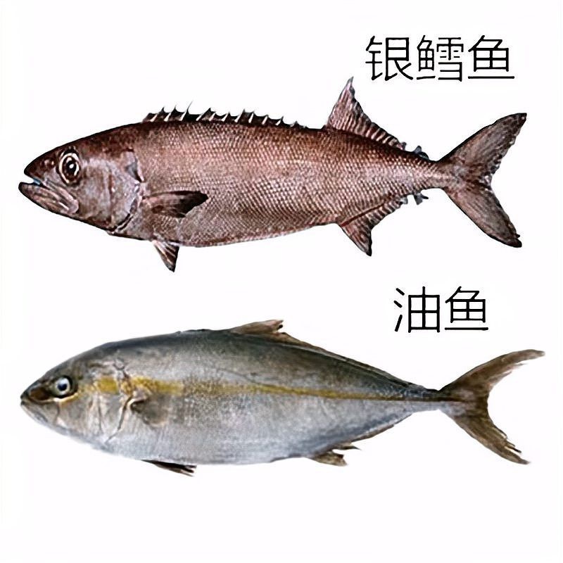 市場上無頭鱈魚到底是什么魚 市場上無頭鱈魚到底是什么魚 龍魚論壇 第10張