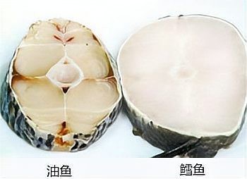 市場上無頭鱈魚到底是什么魚 市場上無頭鱈魚到底是什么魚 龍魚論壇 第5張