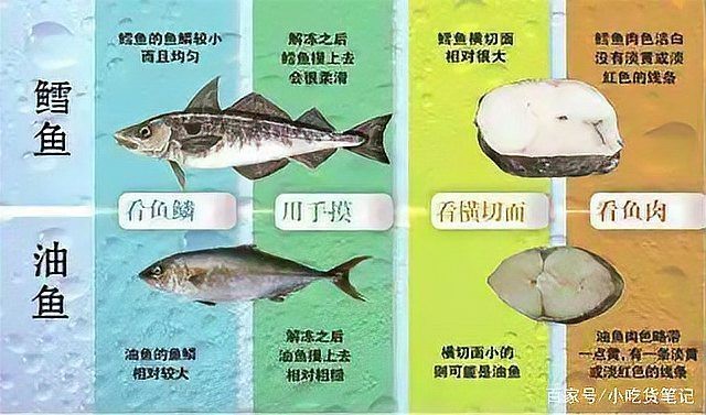 市場上無頭鱈魚到底是什么魚 市場上無頭鱈魚到底是什么魚 龍魚論壇 第9張