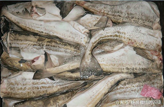 市場上無頭鱈魚到底是什么魚 市場上無頭鱈魚到底是什么魚 龍魚論壇 第8張
