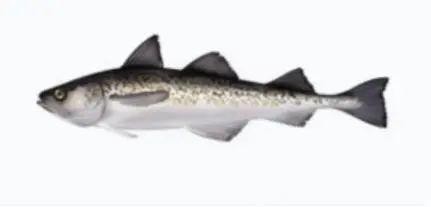 市場上無頭鱈魚到底是什么魚 市場上無頭鱈魚到底是什么魚 龍魚論壇 第6張