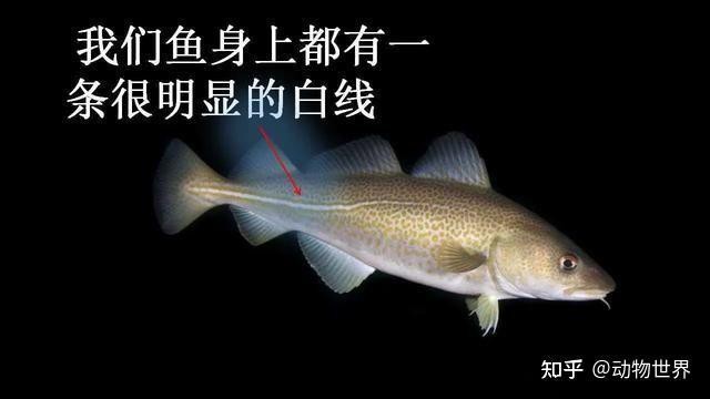 市場上無頭鱈魚到底是什么魚 市場上無頭鱈魚到底是什么魚 龍魚論壇 第13張