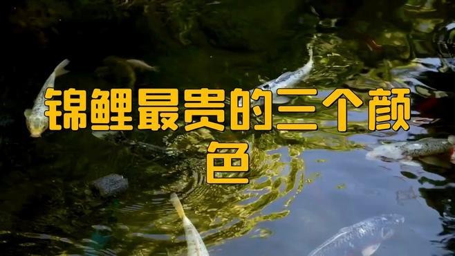 錦鯉什么顏色最貴