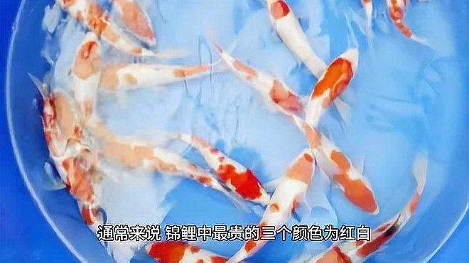 魚得了白點病會自愈嗎？魚的白點病會自愈嗎？，魚得了白點病會自愈嗎