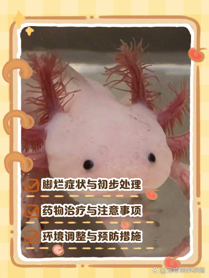 恐龍魚腳爛了怎么補救