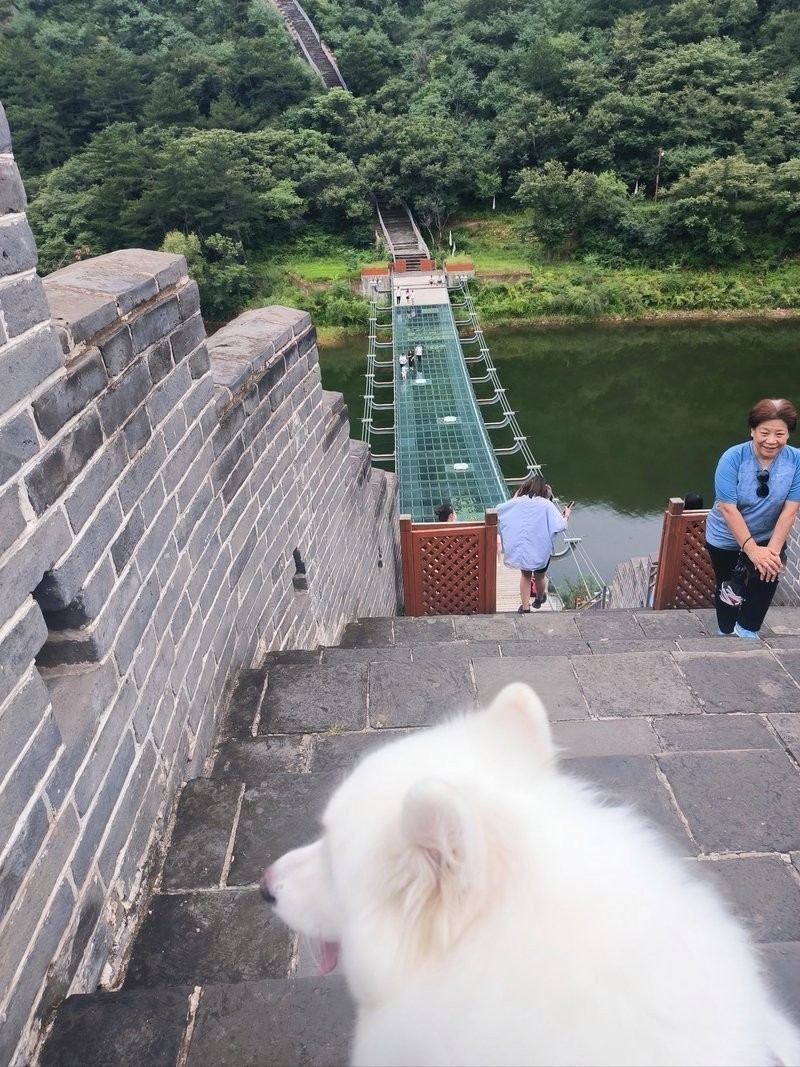 水長城寵物多少錢一只