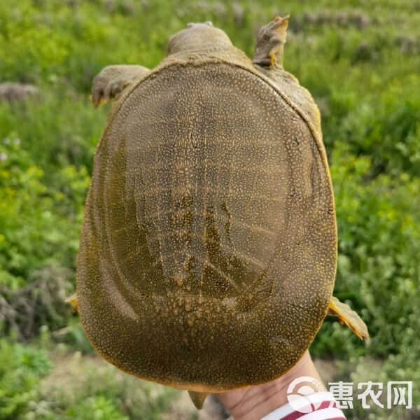 附近的甲魚批發市場
