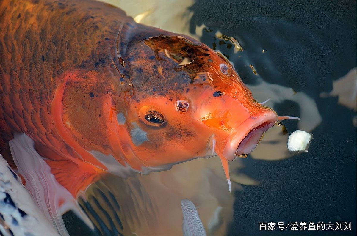 銀龍魚趴缸可以加鹽嗎？