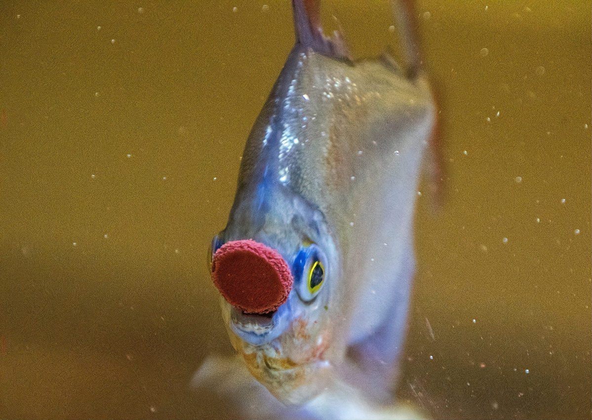 過背金龍魚認主人的原因 過背金龍魚認主人的原因 龍魚論壇 第1張
