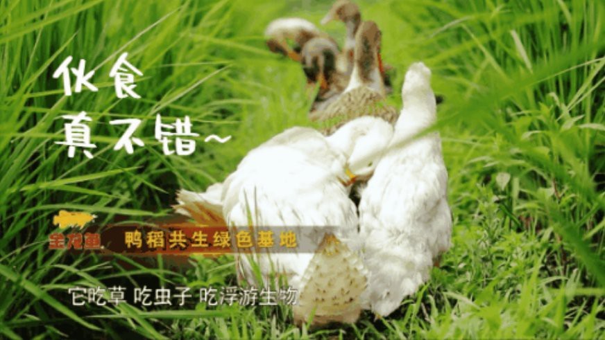金龍魚生產基地有哪些節能減排項目？