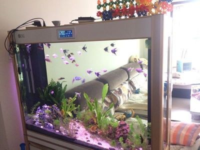 兩個魚缸如何擺放：兩個魚缸的擺放需要考慮多個因素，包括風水學和其他實用性的建議