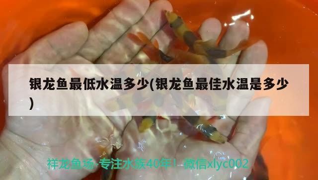 銀龍魚最低水溫多少(銀龍魚最佳水溫是多少) 銀龍魚最低水溫多少(銀龍魚最佳水溫是多少) 銀龍魚百科