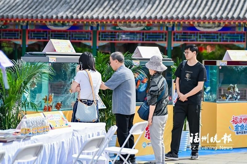 給我提供2025金魚比賽的報名方式