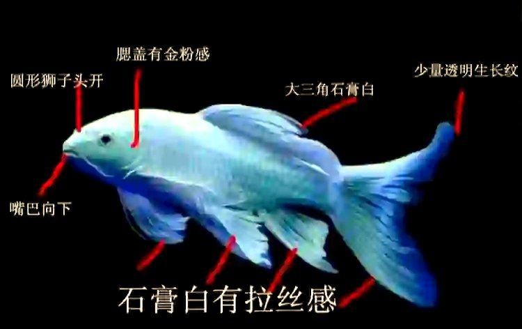 蝴蝶鯉怎么看真假
