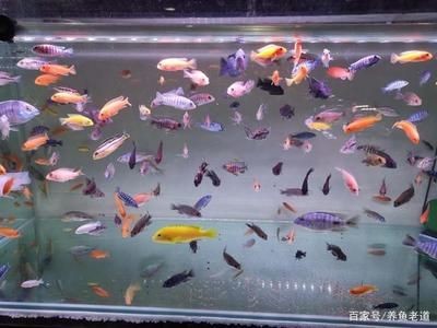 地圖魚飼養方法：地圖魚養地圖魚需要多大魚缸飼養地圖魚的飼養建議