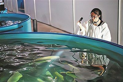 青島和尚魚是雜牌子還是名牌