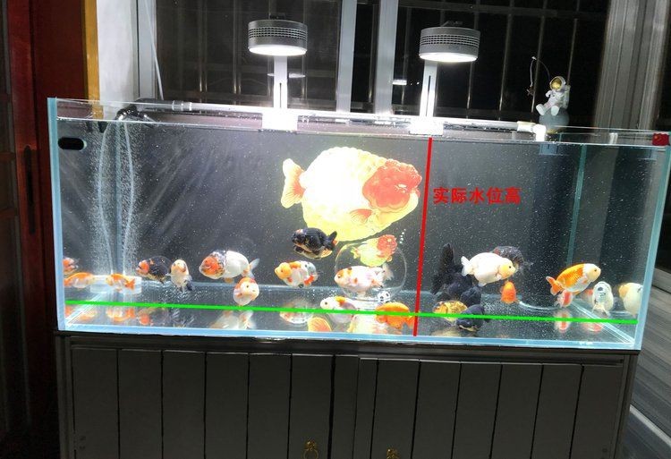 1.5米長魚缸裝多少水，1.5米長的魚缸容積計算公式魚缸容積計算公式魚缸尺寸選擇指南 1.5米長魚缸裝多少水，1.5米長的魚缸容積計算公式魚缸容積計算公式魚缸尺寸選擇指南 龍魚百科 第5張
