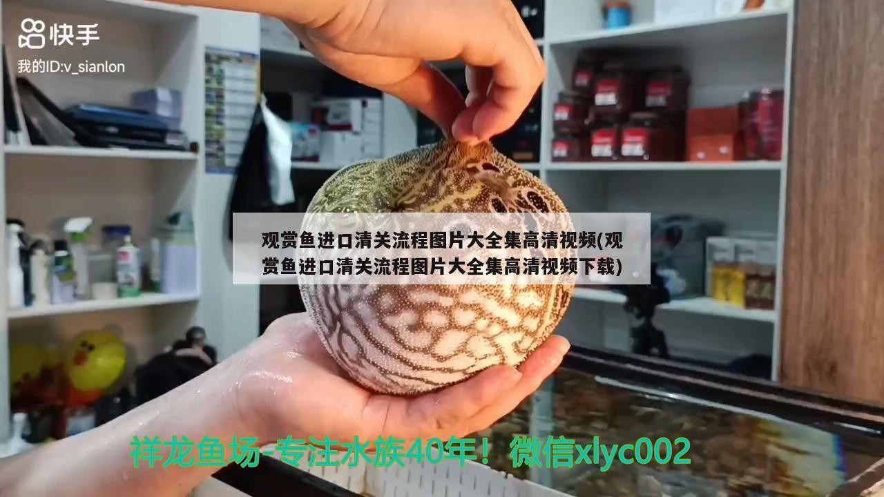 有沒有更貴的紅龍魚品種？